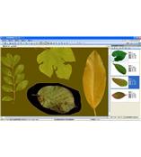 LA-S型植物葉面積、病斑、蟲(chóng)損、葉色分檔分析儀系統(tǒng)